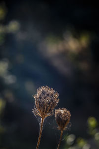 Close-up of wilted flower against blurred background