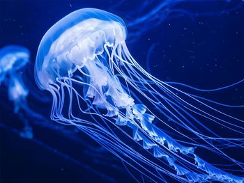 Jellyfish swimming in sea