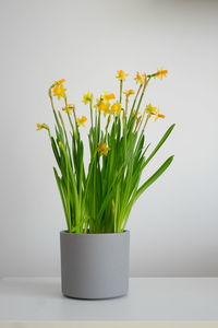 Close-up of potted plant on table against white background