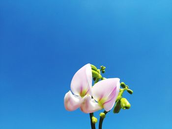 Low angle view of flowering plant against blue sky