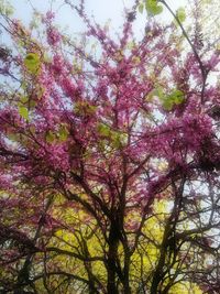 Low angle view of pink flower tree