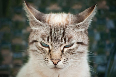 Close-up portrait of cat outdoors