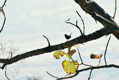 Low angle view of bird perching on tree against sky