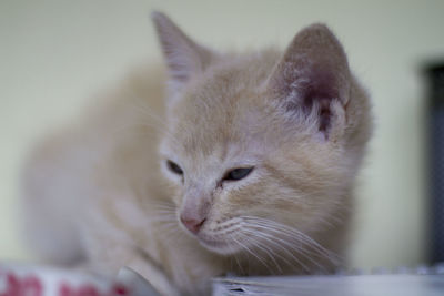 Close-up of a cat looking away