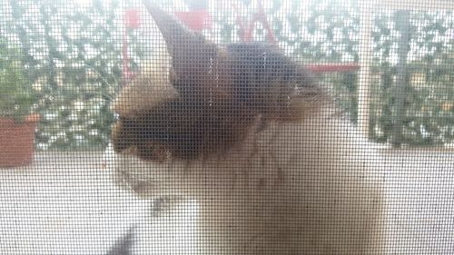 Multiple exposure image of man seen through glass window