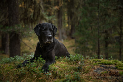 Dog in forest