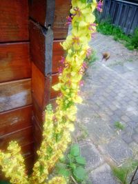 Close-up of yellow flowering plants