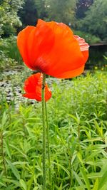 Close-up of poppy blooming on field