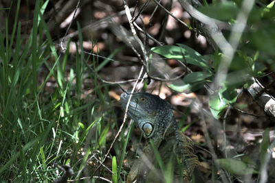 Close-up of snail on land