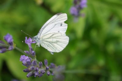 Close-up of butterfly on purple flower