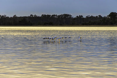 Swans swimming in lake