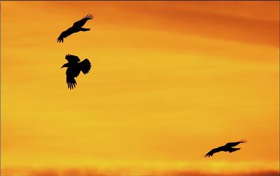 Low angle view of bird flying in sky