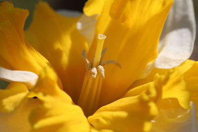 Close-up of yellow flowers blooming outdoors