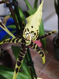 Close-up of insect on plant