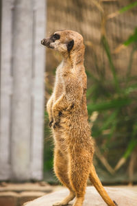 Squirrel standing in a zoo