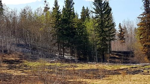 Trees on field against sky in forest