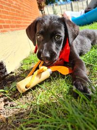 Portrait of puppy sitting on field