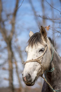 Close-up of a horse