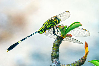 Close-up of dragonfly on plant