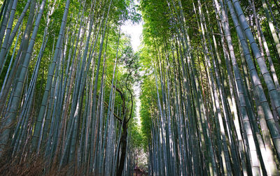 Mysterioous arashiyama bamboo kyoto japan