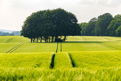 Trees on field against sky