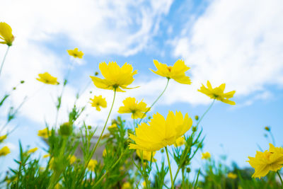 Close-up of yellow flowering plant on field against sky