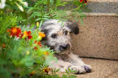Portrait of puppy relaxing on plant