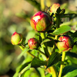 Close-up of strawberry growing on tree