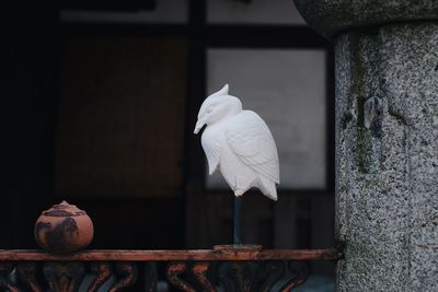 Close-up of seagull perching on wooden post against wall