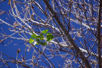 Low angle view of flowering plant against sky