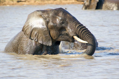 Elephant in lake