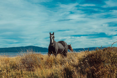 Horse on field against sky