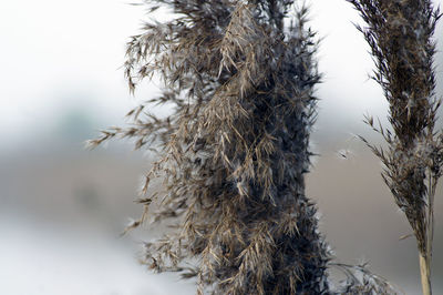 Low angle view of frozen plants against sky