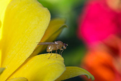 Close-up of insect on yellow flower