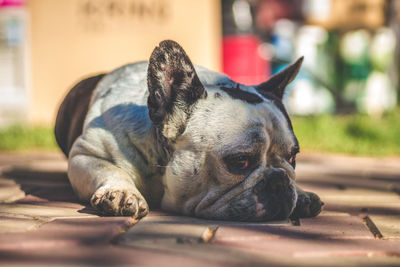 Close-up of dog