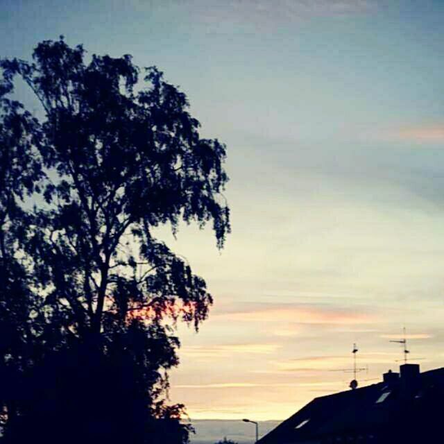 SILHOUETTE OF TREES AT SUNSET