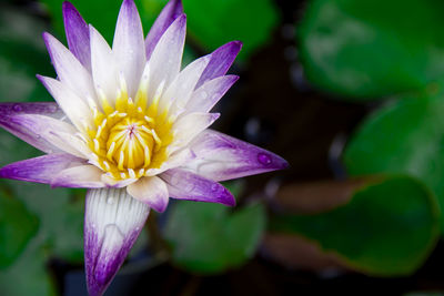 Close-up of purple flower