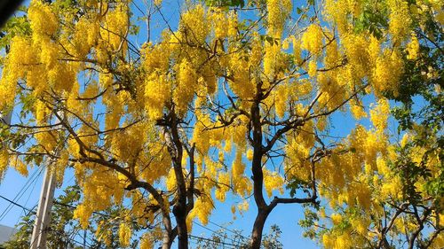 Low angle view of autumn trees against blue sky