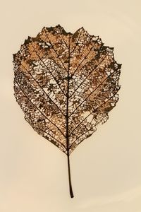 Close-up of dry leaf against white background