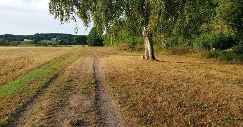 Scenic view of field against sky