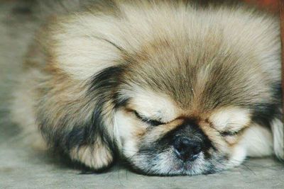 Close-up of puppy sleeping