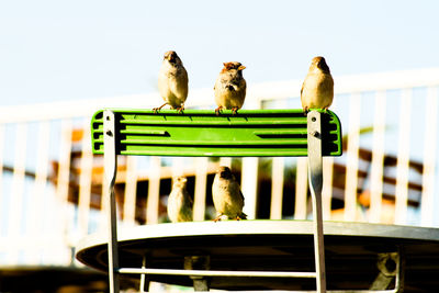 Close-up of birds perching on clothesline against sky