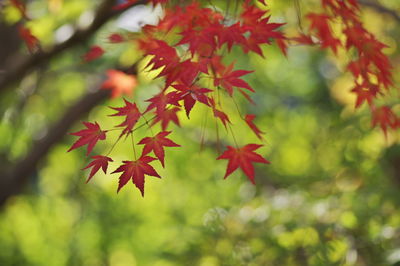 Close-up of maple leaves on branch