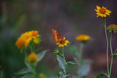 Close-up of butterfly pollinating on flower