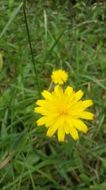 Close-up of yellow flower blooming outdoors