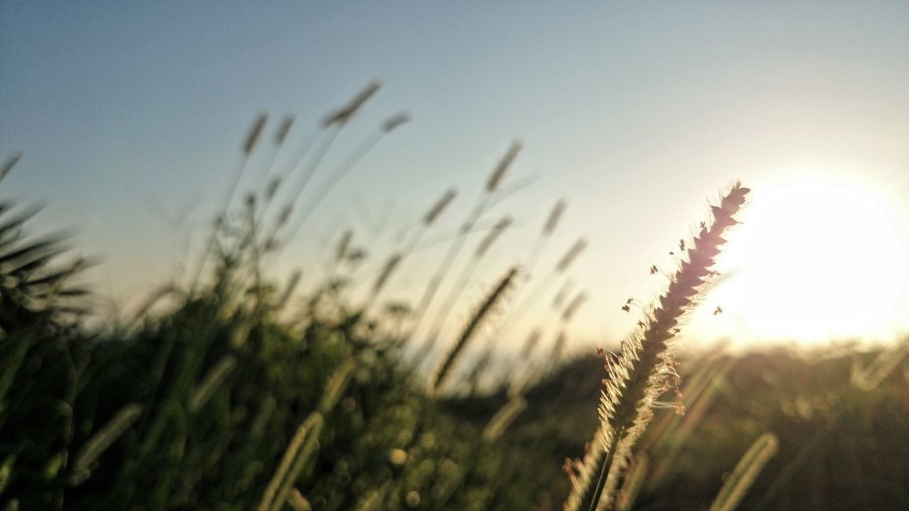 CLOSE-UP OF PLANTS ON FIELD AGAINST SKY DURING SUNSET