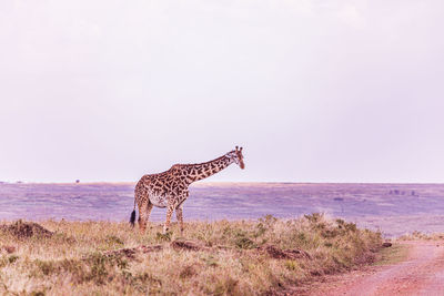 animal