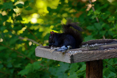 Black cat sitting on wood against trees