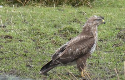 Side view of a bird on field