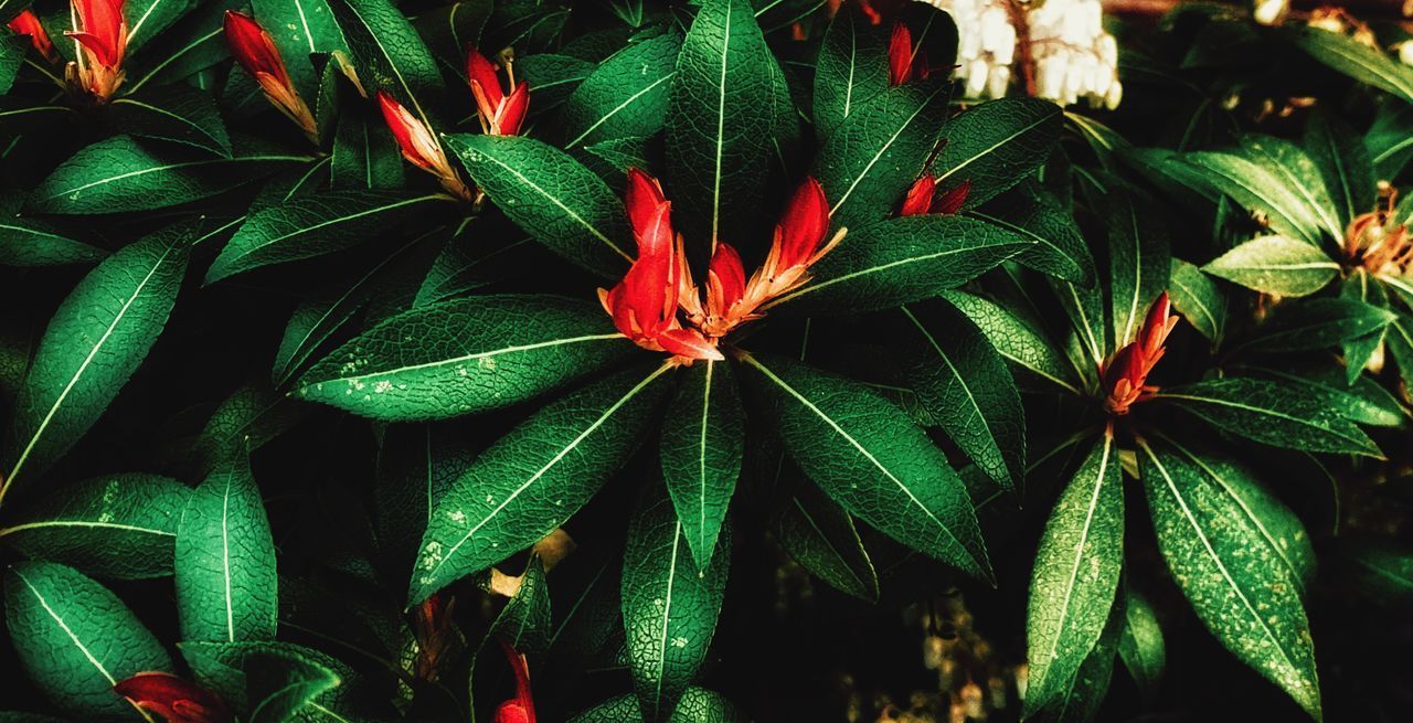 HIGH ANGLE VIEW OF RED FLOWERING PLANTS